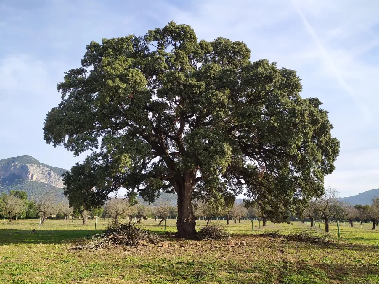There are many reasons for Adela's connection to nature.
